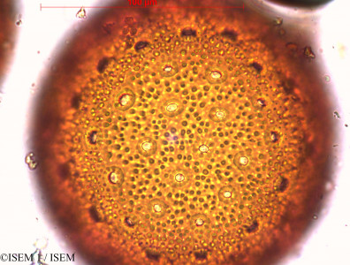 Mirabilis jalapa - lame n° 29409